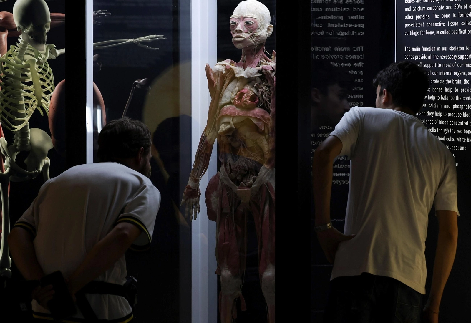 Bodies Evolution es una de los planes inmersivos para aprender ciencia en Málaga