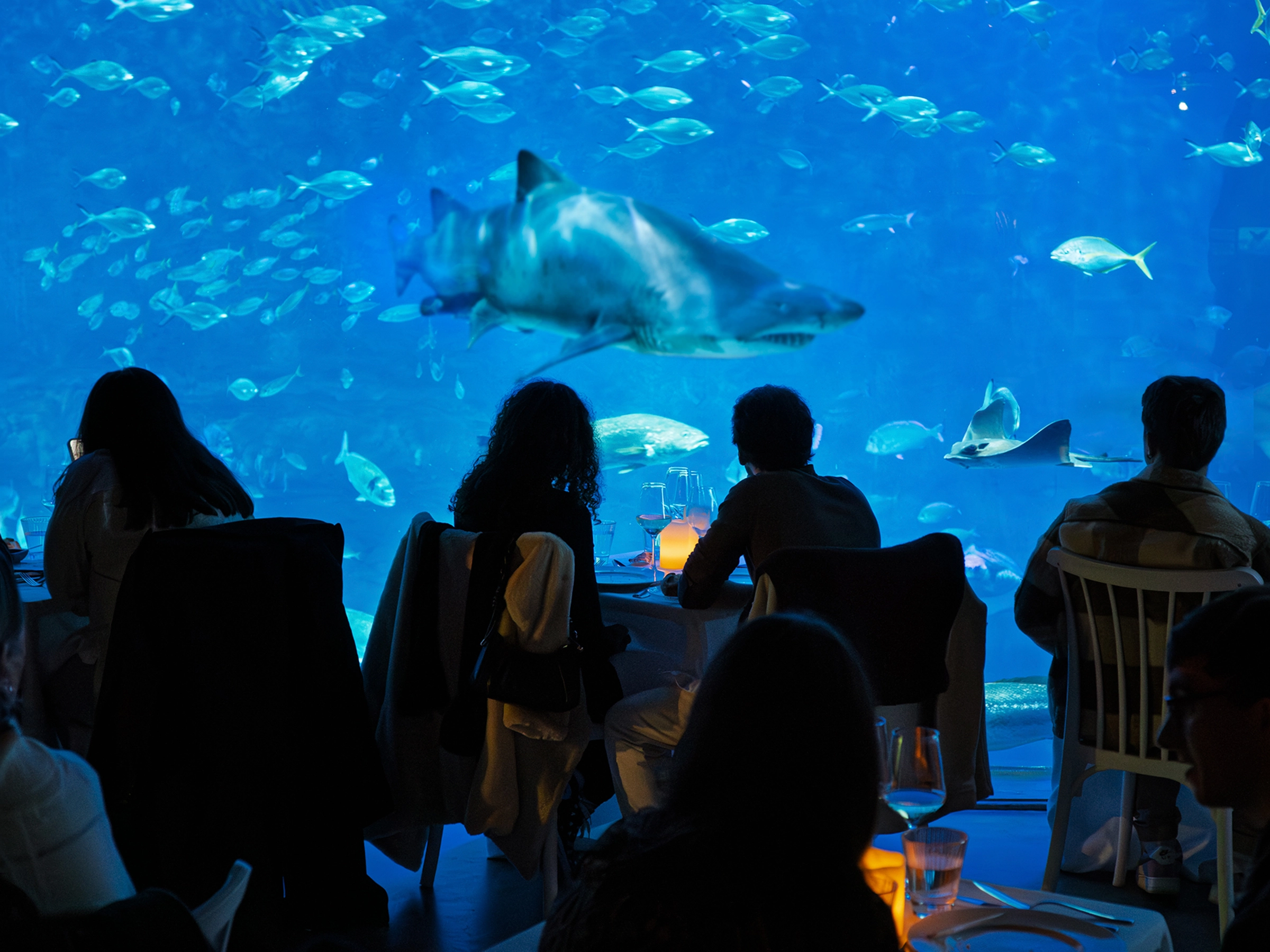 Un plan premium y original para celebrar un cumpleaños rodeado de peces y tiburones en Sevilla