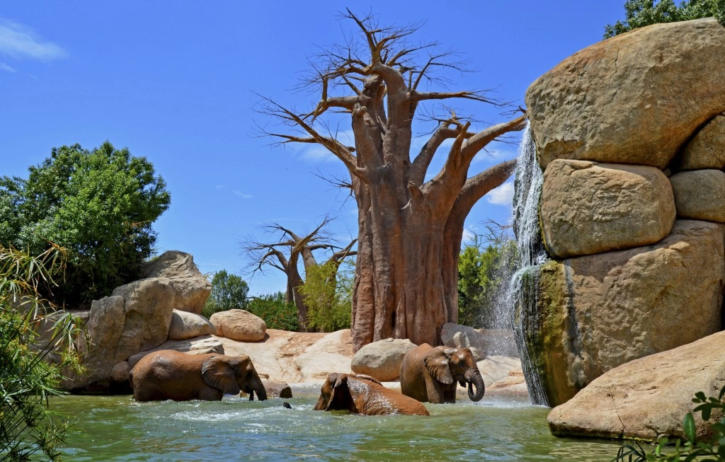 Planes con niños en Valencia un fin de semana: Bioparc Valencia, un parque con todo tipo de animales sin jaulas.
