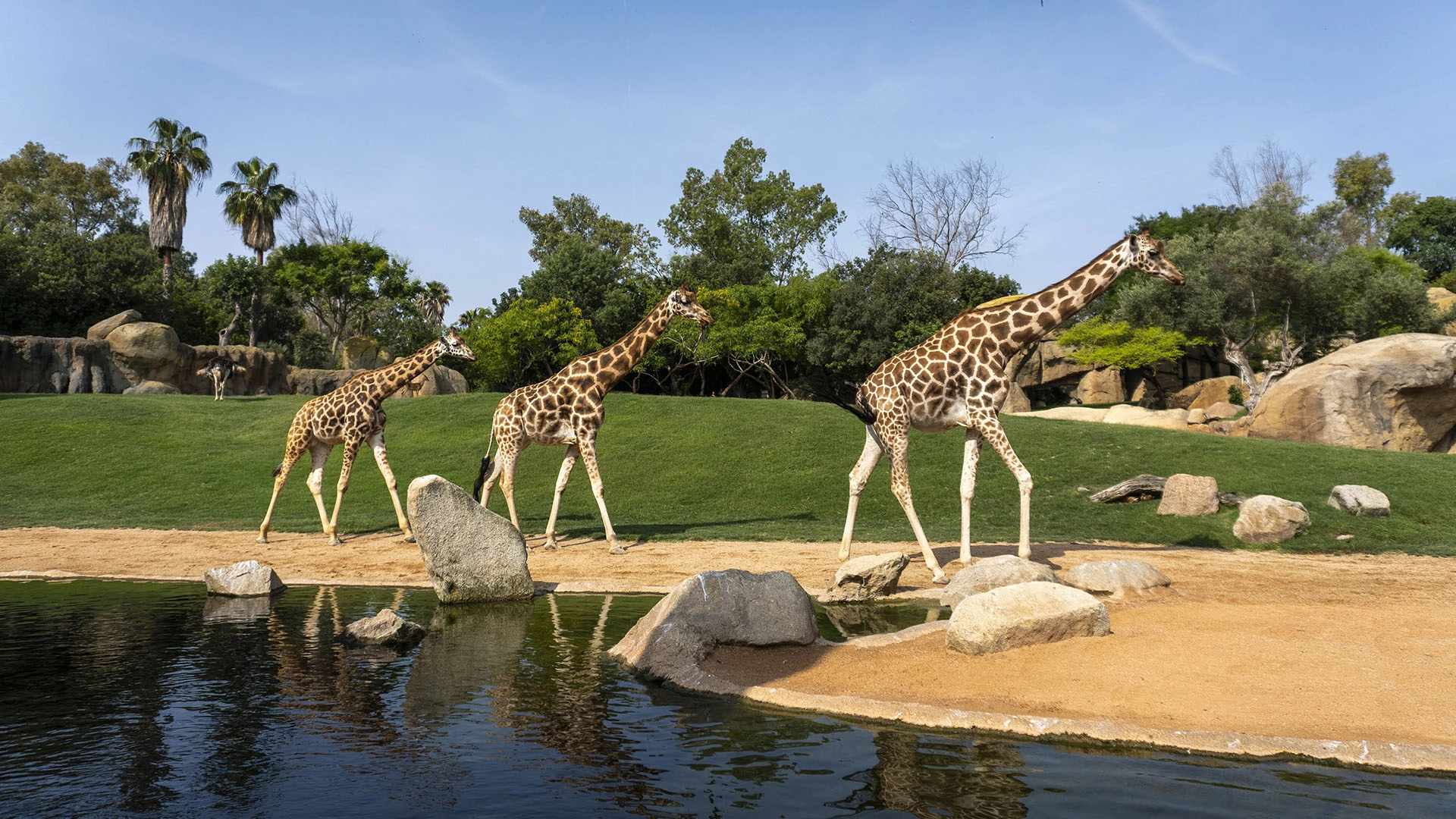 Plan de Safari Urbano para aprovechar el buen tiempo de Valencia en Semana Santa viendo animales en sus hábitats