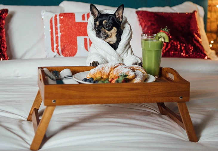 Hoteles Petfriendly en Madrid