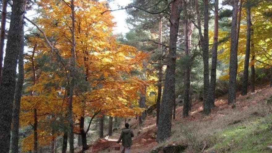 Arboreto - Actividades niños en agosto