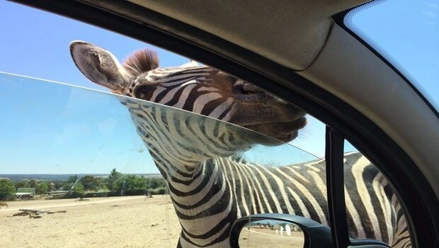 Visita animales en distintos hábitat en Safari Madrid con niños en verano